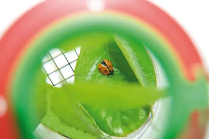 Insektsglass med forstørrelsesglass, Ø 6 cm.