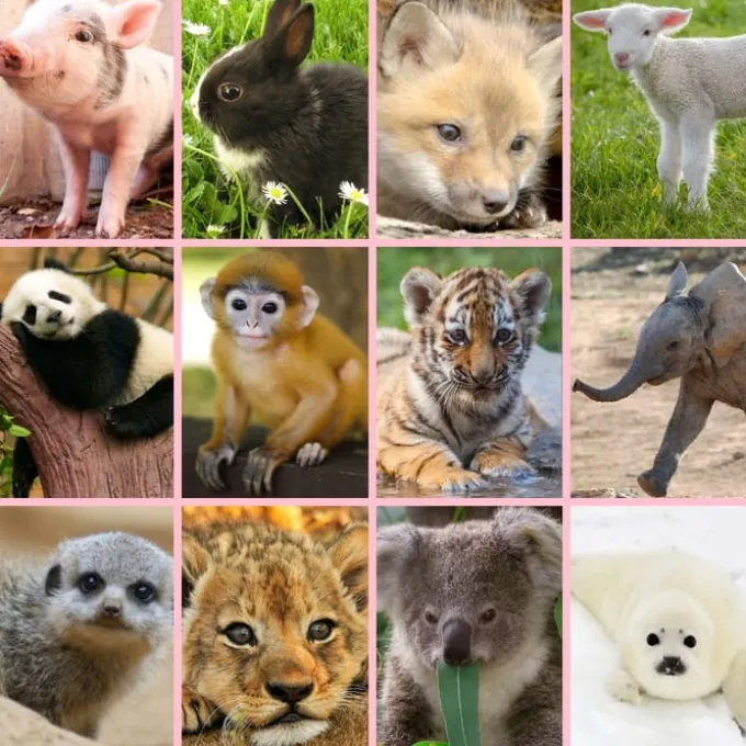 Lommelykt m projektor - Søte dyr