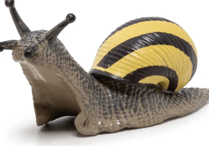 Lundsnegle - L: 6 cm