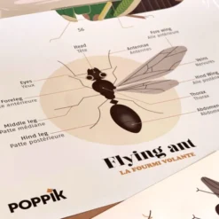 Oppdagelsesplakat med klistremerker - Insekter