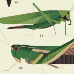 Oppdagelsesplakat med klistremerker - Insekter