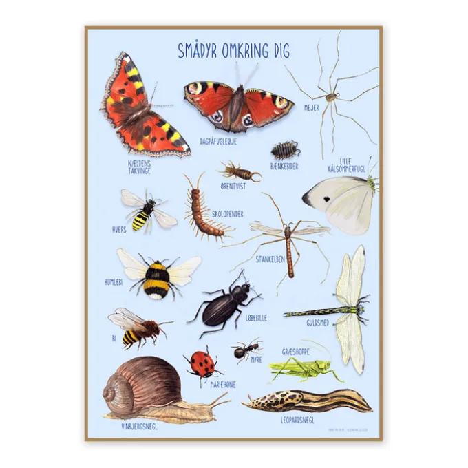 Plakat 50 x 70 cm - Smådyrene rundt deg