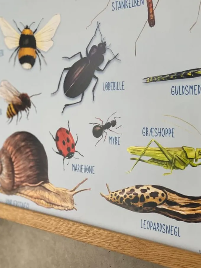 Plakat 50 x 70 cm - Smådyrene rundt deg