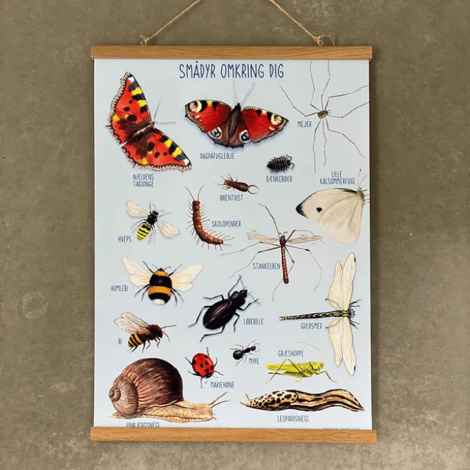 Plakat 50 x 70 cm - Smådyrene rundt deg