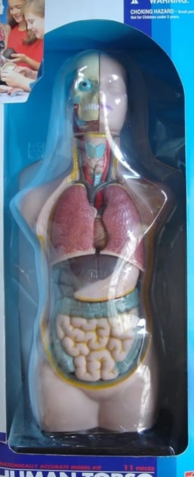 Torso - gjennomskåret menneskekropp 50 cm